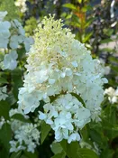 Hydrangea paniculata 'Magical Candle'