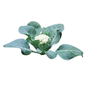 Baby Cauliflower
