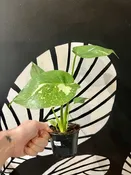 4" monstera thai constellation - RARE — the plant gays