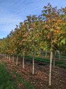 Autumn Splendor Buckeye | Aesculus x arnoldiana 'Autumn Splendor' — Northwest Shade Trees