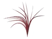 Pheasant Venery Reeves Feathers