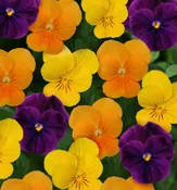 804 Viola - Sorbet Harvest Mix