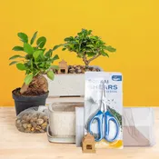 DIY Bonsai Kit