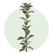 Budagovski 9 — TRECO®