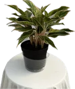 Aglaonema Pink Siam 6"