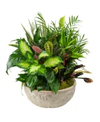 14" CERAMIC DISH GARDEN