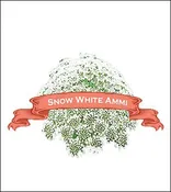 Ammi Seed. Organic Snow White. Pkt.