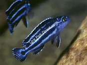 Maingano Cichlid