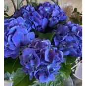 BLOOMING HYDRANGEA
