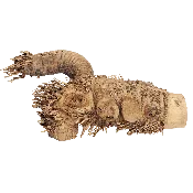 A&E Small Spider Wood Root Reptile Branch 12 x 8 x 5 in