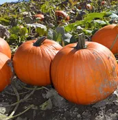 Aladdin F1 Untreated Pumpkin Seeds