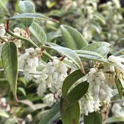 Leucothoe axillaris
