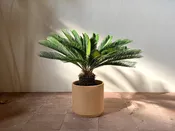 Cycas Revoluta — Mother Co., Plants