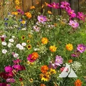 Cutflower Seed Mix