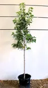 Acer saccharinum ‘Silver Queen’