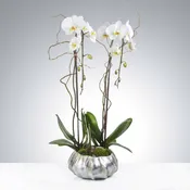 Two Stem Orchid Planter by BloomNation™