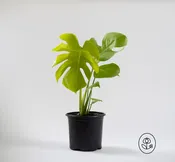 Monstera Super Golden
