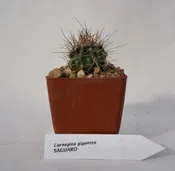 Baby Saguaro | Maricopa Botanicals