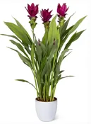 Curcuma Siam Skyline