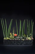 Succulent garden — Casey's Flower Studio