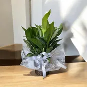 Silver Queen Plant 8"