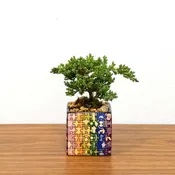 Puzzle Square Vase Colored 3″ With Bonsai Tree