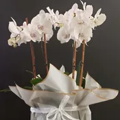 CPD-Orchid Elegance