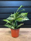 Dracaena Godseffiana “Gold Dust” — YELO APLE