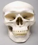 Full size human Skull