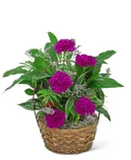 DISH GARDEN WITH PURPLE FLORALS