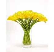 Yellow Simplicity Calla