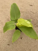 2″ Philodendron Golden VIolin