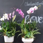 Orchid plant p3