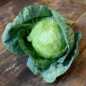 Tiara Cabbage
