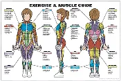 Algra Co-Ed Series Exercise & Muscle Guide Female