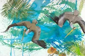 Brown Pelicans