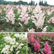 Astilbe - Cotton Candy Collection