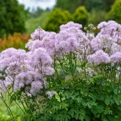 Thalictrum 'Cotton Candy' | Proven Winners®