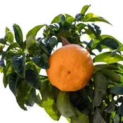 Bouquet de Fleurs Sour Orange Semi-Dwarf Tree