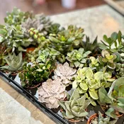 2" Succulents Assorted Varieties