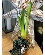 AMARYLLIS