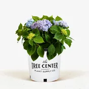 All Summer Beauty Hydrangea