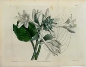 1433 (Day Lily of Japan) The Botanical Magazine. London, 1812.