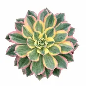 Aeonium ‘Sunburst’