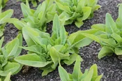 Amish Deer Tongue Lettuce (1,500 seeds), Container Collection