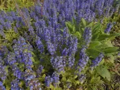 Ajuga genevensis Geneva Bugle Z 4-9