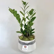 Zamioculcas Zamiifolia (ZZ Plant) 6"