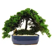 12″ Ceramic Japanese Juniper Bonsai