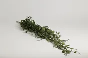 31″ Creeping Charlie