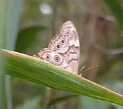 Arundinaria tecta (Switch Cane) “Beaufort Banty”